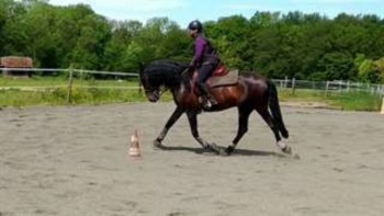 photo de Don pure race espagnol 12 ans